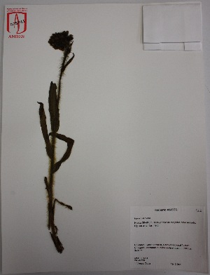  (Hieracium avilae - Andes-H 5841)  @11 [ ] CreativeCommons - Attribution Non-Commercial Share-Alike (2013) Unspecified Instituto de Investigación de Recursos Biológicos Alexander von Humboldt