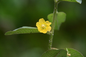  (Ludwigia affinis - MFL 300)  @11 [ ] Copyright (2012) Santiago Madrinan Universidad de los Andes- Museo de Historia Natural