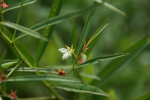  (Ludwigia torulosa - AMB 407)  @11 [ ] Copyright (2012) Santiago Madrinan Universidad de los Andes- Museo de Historia Natural