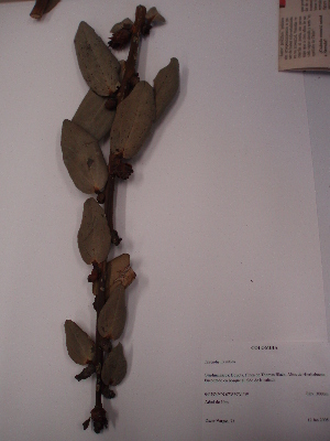  (Cavendishia nitida - OMV-00073)  @11 [ ] CreativeCommons - Attribution Non-Commercial Share-Alike (2013) Unspecified Instituto de Investigación de Recursos Biológicos Alexander von Humboldt