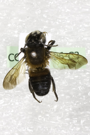  (Megachile (Callomegachile) VNM02 - CCDB-14506-C3)  @13 [ ] CreativeCommons - Attribution Non-Commercial Share-Alike (2012) Packer Collection York University York University