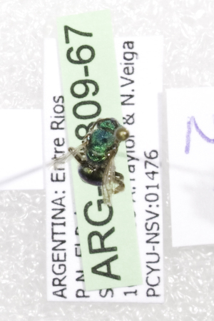  (Augochloropsis ARG16 - ARG-09809-67)  @12 [ ] CreativeCommons - Attribution Non-Commercial Share-Alike (2011) Packer Collection York University York University