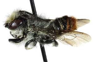  (Megachile ecuadoria - 06729B11-CHL)  @13 [ ] CreativeCommons - Attribution (2015) CBG Photography Group Centre for Biodiversity Genomics