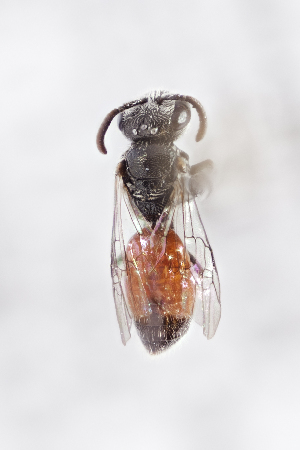  (Sphecodes sp. 1 - CCDB-24582 A01)  @14 [ ] CreativeCommons - Attribution (2016) Laurence Packer York University