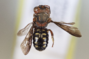  (Epanthidium cuneiforme - CCDB-28313 A03)  @11 [ ] CreativeCommons - Attribution (2016) Laurence Packer York University