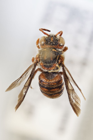  (Epanthidium bicoloratum - CCDB-28313 A05)  @11 [ ] CreativeCommons - Attribution (2016) Laurence Packer York University