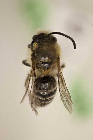  (Colletes cognatus - CCDB-30384 B01)  @14 [ ] CreativeCommons - Attribution (2017) Laurence Packer York University