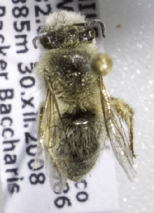  (Colletes araucariae - CCDB-10006 B11)  @11 [ ] Copyright (2010) Laurence Packer York University