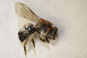  (Colletes sanctus - CCDB-30346 B12)  @11 [ ] CreativeCommons - Attribution (2017) Laurence Packer York University