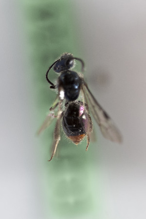  (Corynura chlredtail - CCDB-28314 C02)  @12 [ ] CreativeCommons - Attribution (2015) Laurence Packer York University