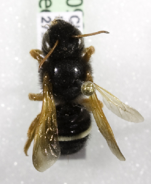  (Megachile euzona - CCDB-09987 C04)  @13 [ ] Copyright (2011) Laurence Packer York University