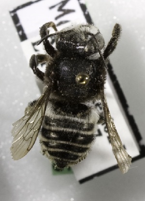  (Megachile aricensis - CCDB-09987 C07)  @13 [ ] Copyright (2011) Laurence Packer York University