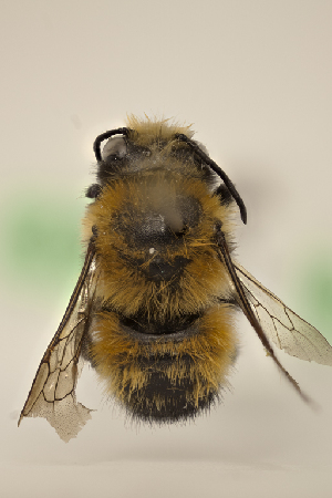  (Megachile santacrucensis - CCDB-30384 D06)  @13 [ ] CreativeCommons - Attribution (2017) Laurence Packer York University
