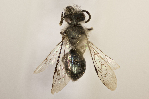  (Torocolletes - CCDB-30346 H04)  @13 [ ] CreativeCommons - Attribution (2017) Laurence Packer York University