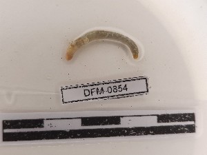  (Dendrobaena alpina - DFM-0854)  @11 [ ] by-nc-sa (2021) Thibaud Decaëns Universite Montpellier, CEFE Lab