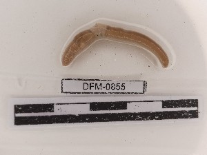  ( - DFM-0855)  @11 [ ] by-nc-sa (2021) Thibaud Decaëns Universite Montpellier, CEFE Lab
