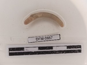  ( - DFM-0857)  @11 [ ] by-nc-sa (2021) Thibaud Decaëns Universite Montpellier, CEFE Lab