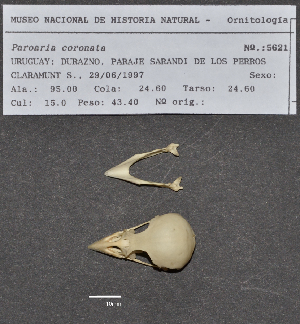  ( - MNHN_5621)  @11 [ ] Copyright (2016) Museo Nacional de Historia Natural Museo Nacional de Historia Natural