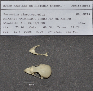  ( - MNHN_5729)  @11 [ ] Copyright (2016) Museo Nacional de Historia Natural Museo Nacional de Historia Natural