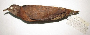  (Crypturellus obsoletus - MNHN_5846)  @11 [ ] Copyright (2016) Museo Nacional de Historia Natural Museo Nacional de Historia Natural