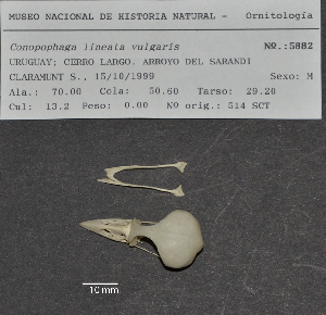  ( - MNHN_5882)  @11 [ ] Copyright (2016) Museo Nacional de Historia Natural Museo Nacional de Historia Natural
