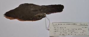  ( - MNHN_6021)  @11 [ ] Copyright (2015) Museo Nacional de Historia Natural Museo Nacional de Historia Natural