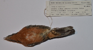  ( - MNHN_6021)  @11 [ ] Copyright (2015) Museo Nacional de Historia Natural Museo Nacional de Historia Natural