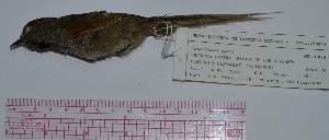  ( - MNHN_6034)  @11 [ ] Copyright (2015) Museo Nacional de Historia Natural Museo Nacional de Historia Natural