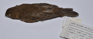  ( - MNHN_6050)  @11 [ ] Copyright (2015) Museo Nacional de Historia Natural Museo Nacional de Historia Natural