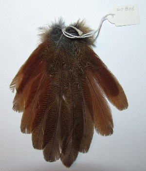  ( - SCT_806)  @11 [ ] Copyright (2016) Museo Nacional de Historia Natural Museo Nacional de Historia Natural