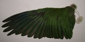  ( - SCT_840)  @11 [ ] Copyright (2016) Museo Nacional de Historia Natural Museo Nacional de Historia Natural