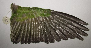  (Pyrrhura frontalis - SCT_840)  @11 [ ] Copyright (2016) Museo Nacional de Historia Natural Museo Nacional de Historia Natural