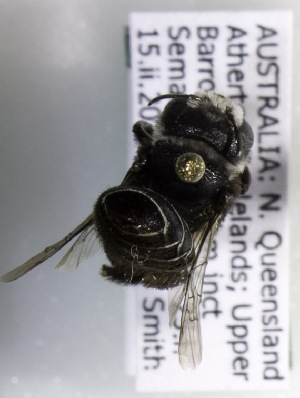  (Lithurgus atratiformis - CCDB-09843 E07)  @13 [ ] Unspecified (default): All Rights Reserved (2011) Unspecified York University