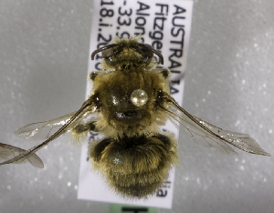  (Leioproctus notocolletes A - CCDB-15284 H09)  @11 [ ] CreativeCommons - Attribution Non-Commercial Share-Alike (2011) Packer Collection York University York University