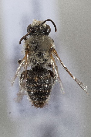  (Pygopasiphae sp - CCDB-33206 A05)  @11 [ ] CreativeCommons - Attribution (2018) Laurence Packer York University