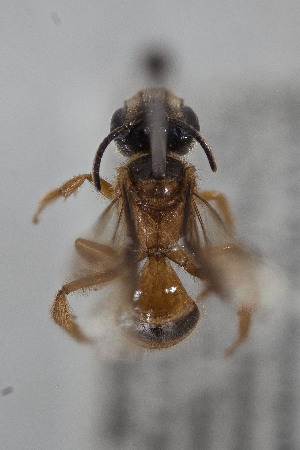  (Thrinchostoma sp - CCDB-33206 A10)  @11 [ ] CreativeCommons - Attribution (2018) Laurence Packer York University