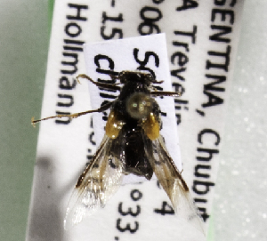  (Ripiphorus cf. fuscus - CCDB-09856 G10)  @12 [ ] CreativeCommons - Attribution Non-Commercial Share-Alike (2012) Packer Collection York University York University