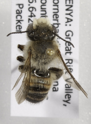  (Megachile KEN17 - CCDB-15266 D08)  @12 [ ] CreativeCommons - Attribution Non-Commercial Share-Alike (2012) Packer Collection York University York University