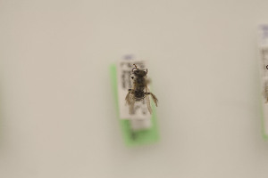  (Hesperapis fuchsi - CCDB-22791 C06)  @12 [ ] Unspecified (default): All Rights Reserved (2014) Packer Collection York University York University