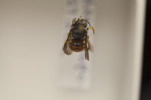  (Pachyanthidium sp - CCDB-22791 D11)  @12 [ ] Unspecified (default): All Rights Reserved (2014) Packer Collection York University York University