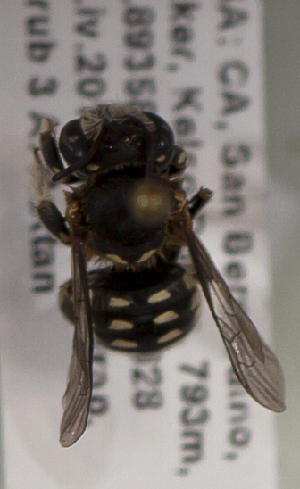  (Anthidium sp. 1 - CCDB-22792 E09)  @13 [ ] Unspecified (default): All Rights Reserved (2014) Packer Collection York University York University