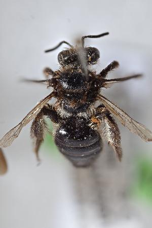  (Cephalocolletes isabelae - CCDB-33206 D04)  @11 [ ] CreativeCommons - Attribution (2018) Laurence Packer York University