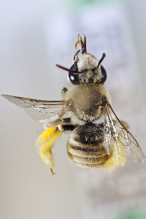  (Tetraloniella eriocarpi - CCDB-24584 D06)  @15 [ ] CreativeCommons - Attribution (2016) Laurence Packer York University