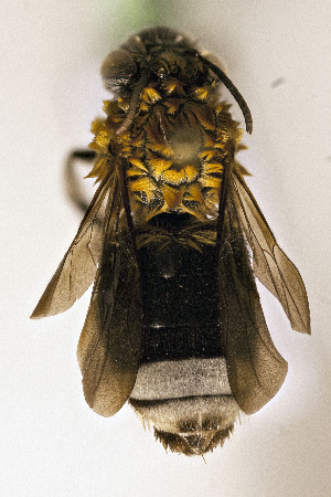  (Eucera sp - CCDB-34684 E09)  @11 [ ] CreativeCommons - Attribution by Laurence Packer (2017) Laurence Packer York University