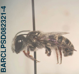  (Megachile sp. 04 - CCDB-34569 E11)  @11 [ ] CreativeCommons - Attribution by Laurence Packer (2017) Laurence Packer York University