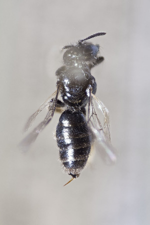  (Andrena sp - CCDB-24580 F03)  @13 [ ] CreativeCommons - Attribution (2015) Laurence Packer York University