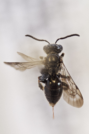  ( - CCDB-24584 F12)  @11 [ ] CreativeCommons - Attribution (2016) Laurence Packer York University