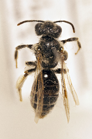  (Andrena rehni - CCDB-34684 H03)  @11 [ ] CreativeCommons - Attribution by Laurence Packer (2017) Laurence Packer York University