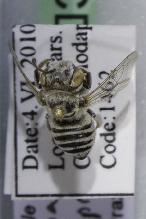  (Megachile sp. nov aff impressipuncta - CCDB-14514-B07)  @13 [ ] CreativeCommons - Attribution Non-Commercial Share-Alike (2012) Packer Collection York University York University
