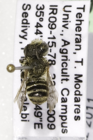  (Megachile sp. aff rotundata - CCDB-14514-D04)  @13 [ ] CreativeCommons - Attribution Non-Commercial Share-Alike (2012) Packer Collection York University York University
